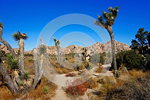 Joshua Tree National Park