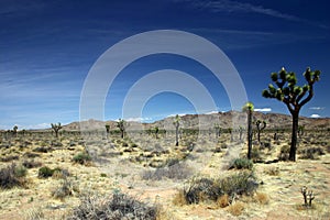 Joshua Tree National Park