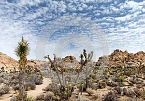 Joshua Tree National Park