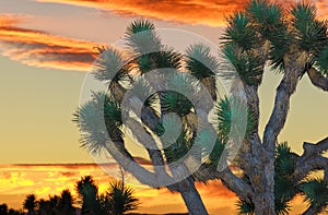 Joshua Tree National Park photo