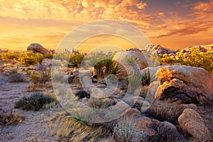 Joshua Tree National Park