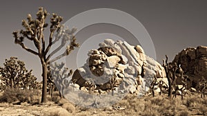 Joshua Tree National Park