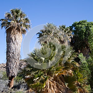 Joshua Tree National Park