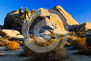 Joshua Tree National park