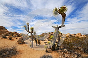 Joshua Tree National Park