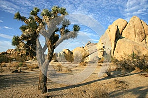 Joshua Tree National Park