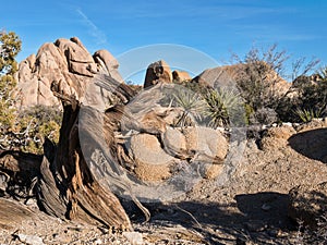 Joshua Tree National Park