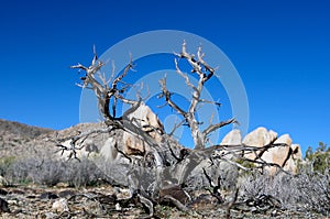 Joshua Tree National Park