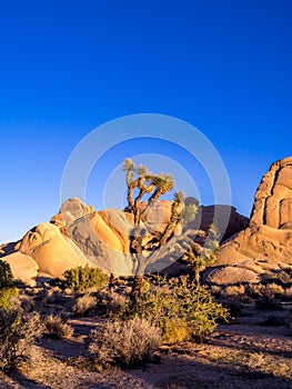 Joshua Tree National Park