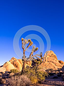 Joshua Tree National Park