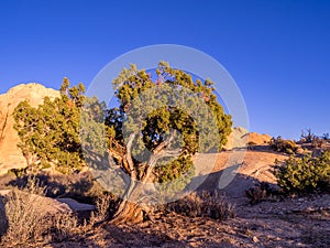 Joshua Tree National Park