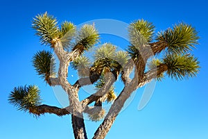 Joshua Tree National Park