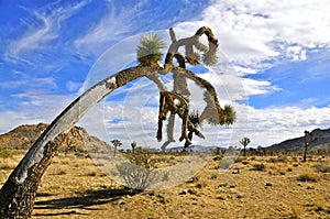 Joshua Tree National park