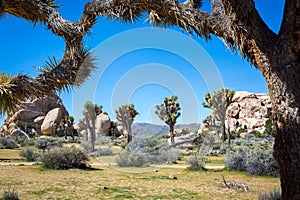 Joshua Tree National Park