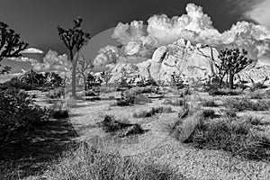 Joshua Tree National Park