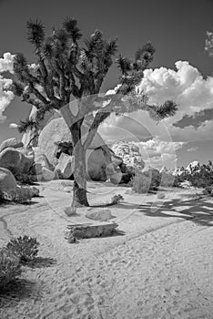 Joshua Tree National Park