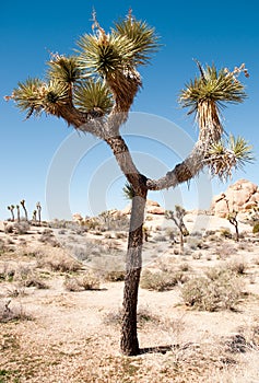 Joshua Tree National Park photo