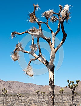 Joshua Tree National Park