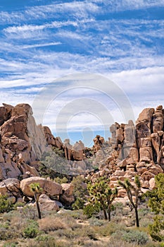 Joshua Tree National Park with amazing views of rock formations and yuccas