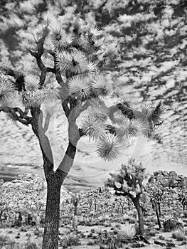 Joshua Tree National Park, black and white