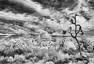 Joshua Tree National Park, black and white