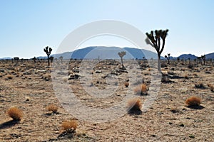 Joshua Tree National Park, The Boulevard