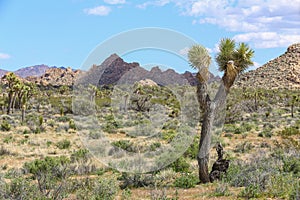 Joshua Tree National Park California