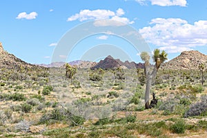 Joshua Tree National Park California