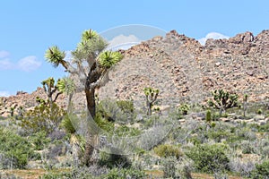 Joshua Tree National Park California