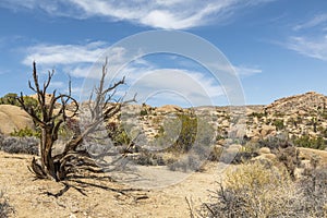 Joshua Tree National Park in California