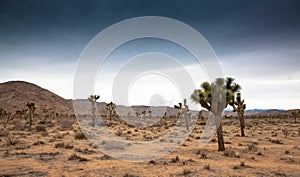 Joshua Tree National Park, California