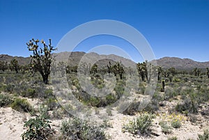 Joshua Tree National Park in California