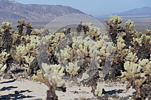 Joshua tree national park california teddy bear cholla cacti