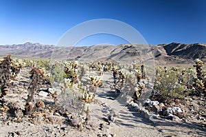 Joshua tree national park california teddy bear cholla cacti