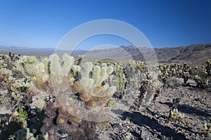 Joshua tree national park california teddy bear cholla cacti