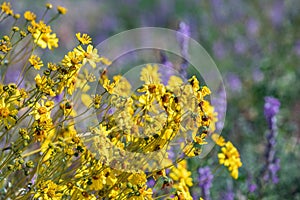 Brittlebrush flowers in Joshua Tree National Park photo