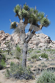 Joshua tree national park california yucca palm