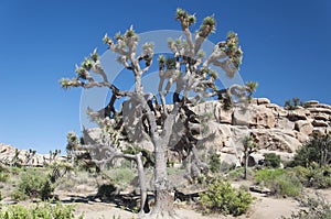 Joshua tree national park california yucca palm