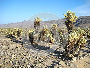 Joshua Tree National Park (Cholla Cactus Garden) photo