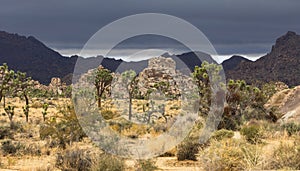 Joshua Tree National Park with darkening sky and thunderclouds