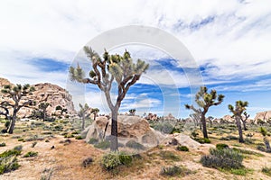 Joshua Tree National Park Desert