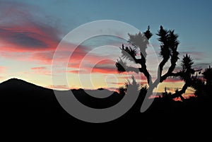 Joshua Tree National Park, Desert cactus sunset photo