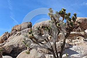 Joshua Tree National Park Desert Landscape