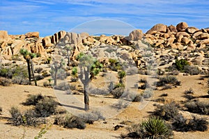 Joshua Tree National Park desert landscape, California, USA