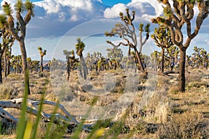 Joshua Tree National Park desert scenery with palm tree yuccas in the desert