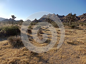 Joshua Tree`s at it`s own National Park. photo