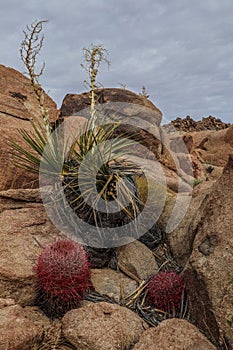 Joshua Tree National Park with its majestic desert landscape and beautiful rock formations and fauna