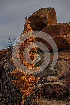 Joshua Tree National Park with its majestic desert landscape and beautiful rock formations and fauna