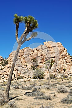 Joshua Tree National Park, Jumbo Rocks