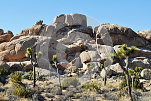 Joshua Tree National Park, Jumbo Rocks